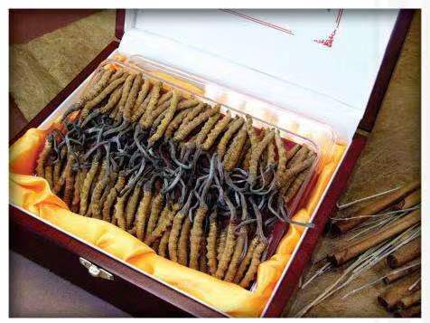 武定冬虫夏草回收